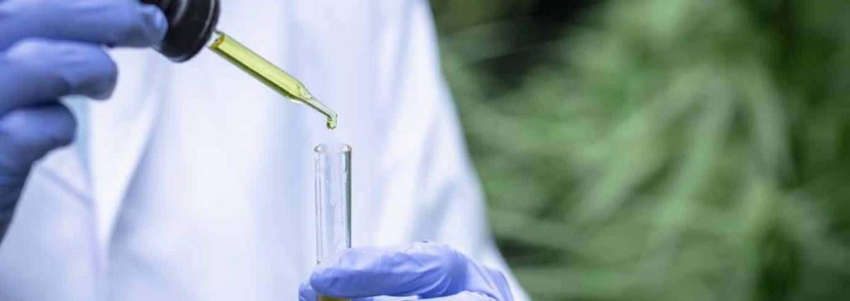 The researchers' hands are pouring CBD hemp oil into a glass tube. To be put to trial.Concept of alternative medicine, medicine, experiment, research, medicine. Close up.