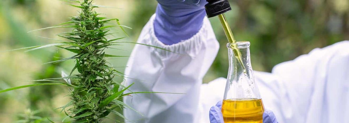 The hands of scientists dropping marijuana oil for experimentation and research, ecological hemp plant herbal pharmaceutical cbd oil from a jar.